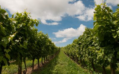 Top 10 places to visit in the Hunter Valley Wine area