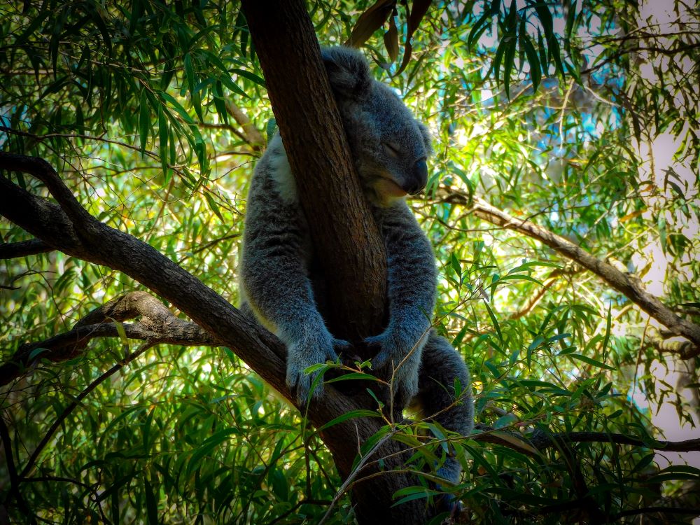 Koala, Perth Zoo