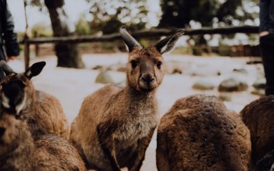 Best Days Out for Church Groups in Melbourne